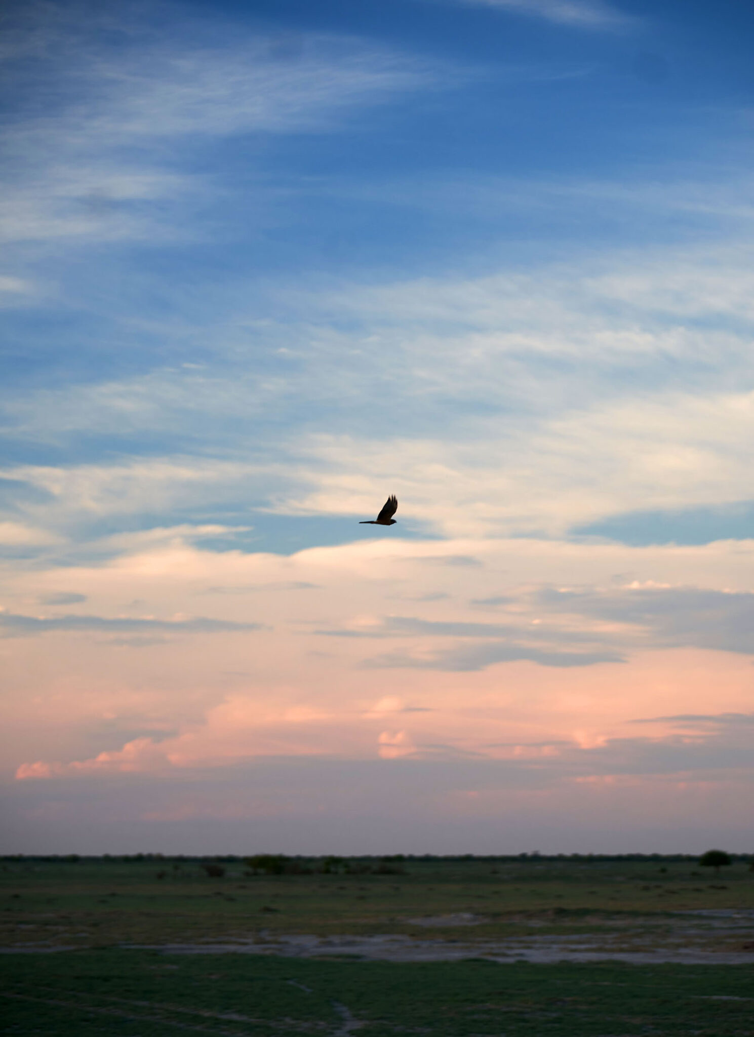 Bird flying over the Kalahari at sunset in Botswana.