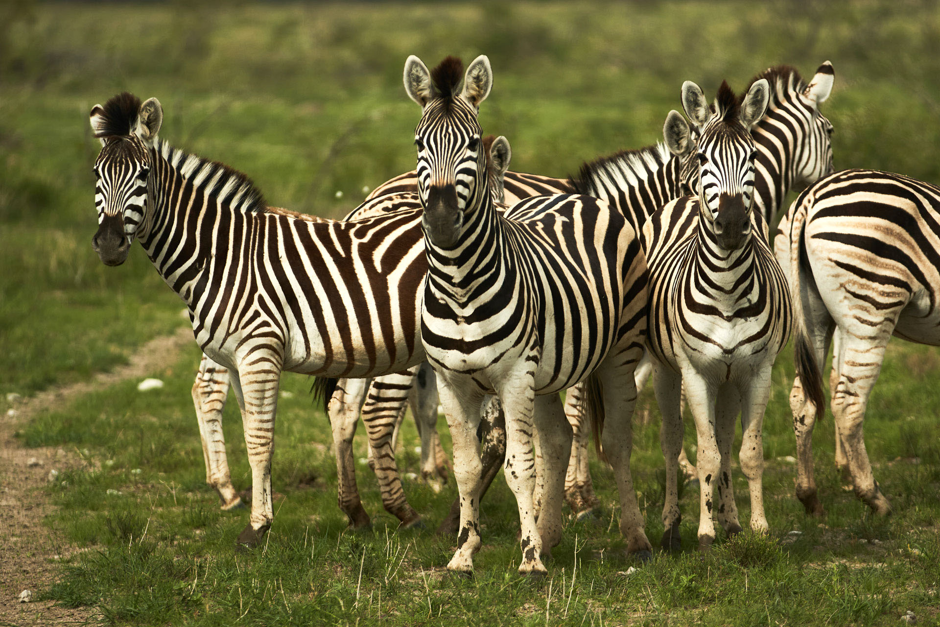 Zebras gathered on the grasslands of Botswana.