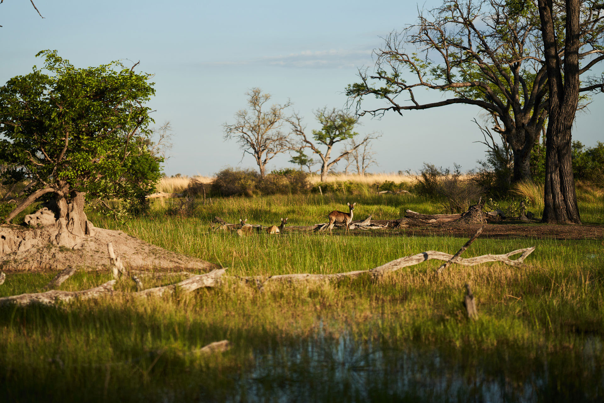 Wildlife beside a wetland in Botswana’s Kalahari.