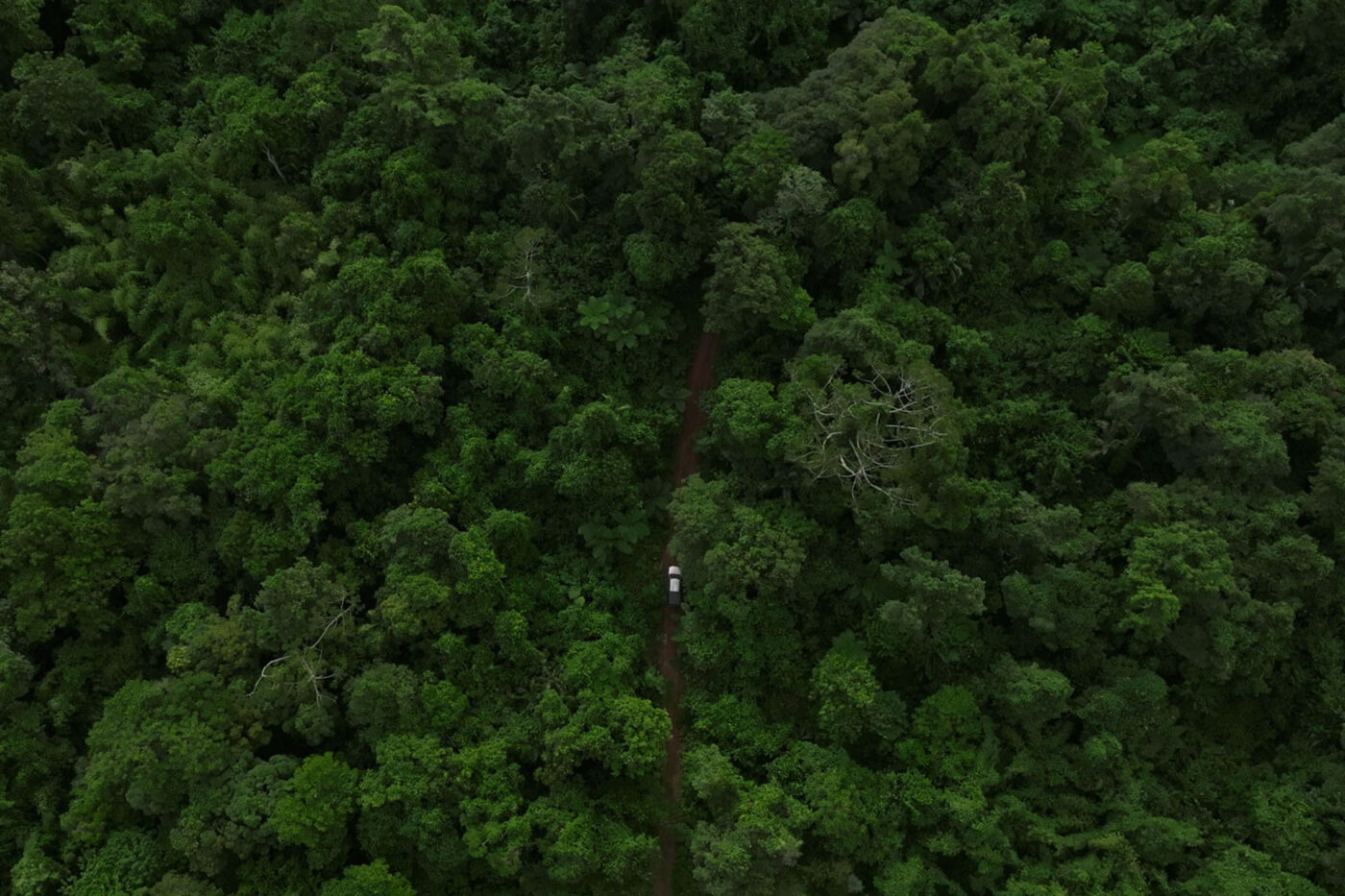 Road cutting through dense rainforest on Vanua Levu, Fiji.