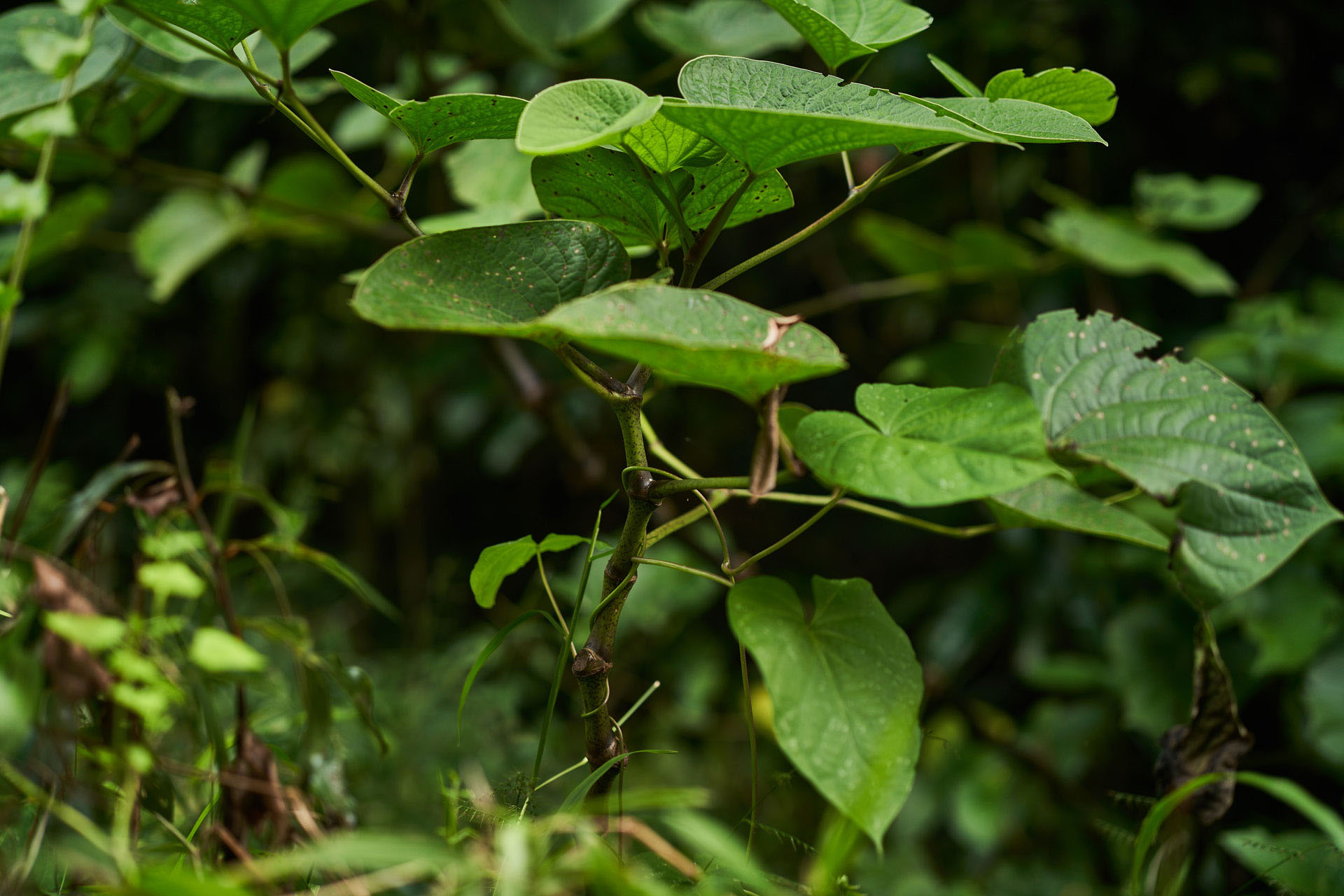 A kava plant ready for harvesting.