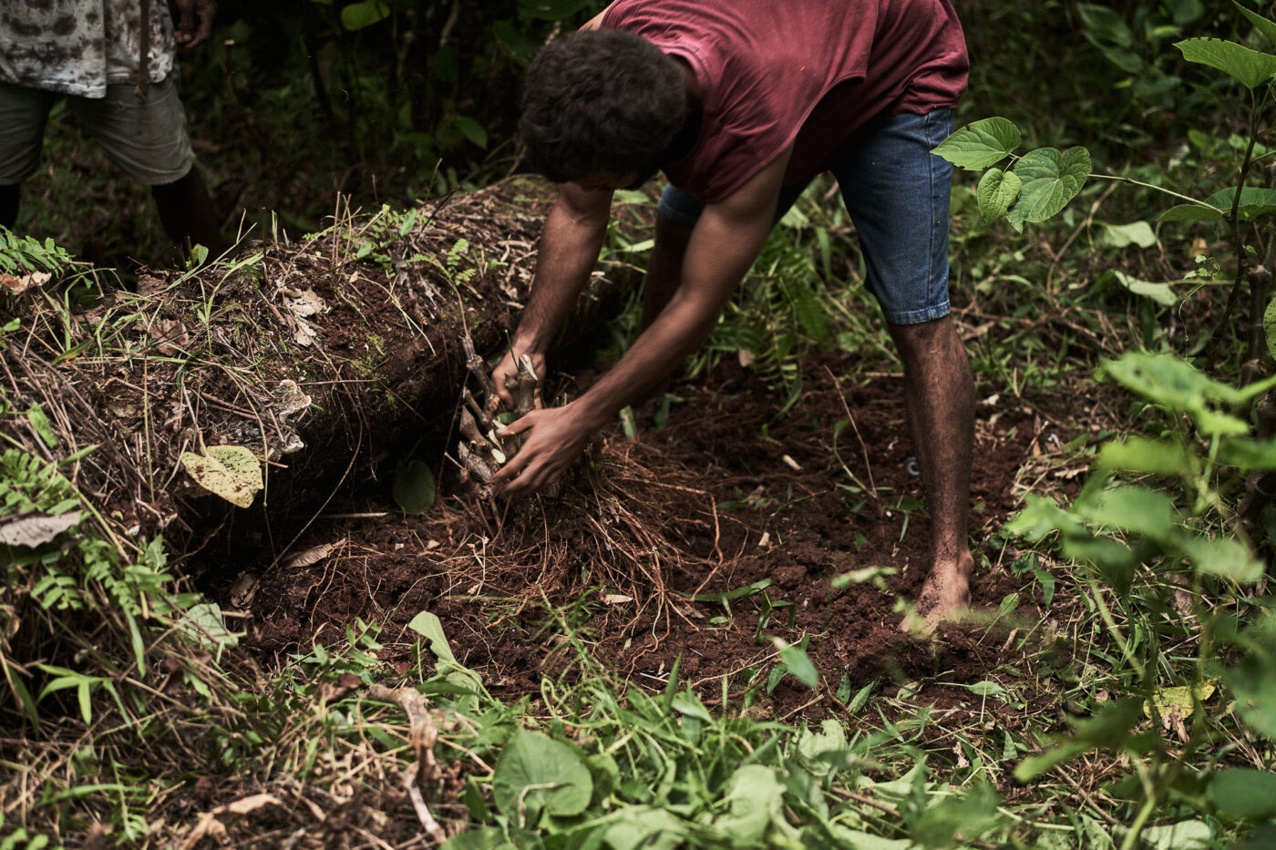 Farmer harvesting kava root in Fiji.