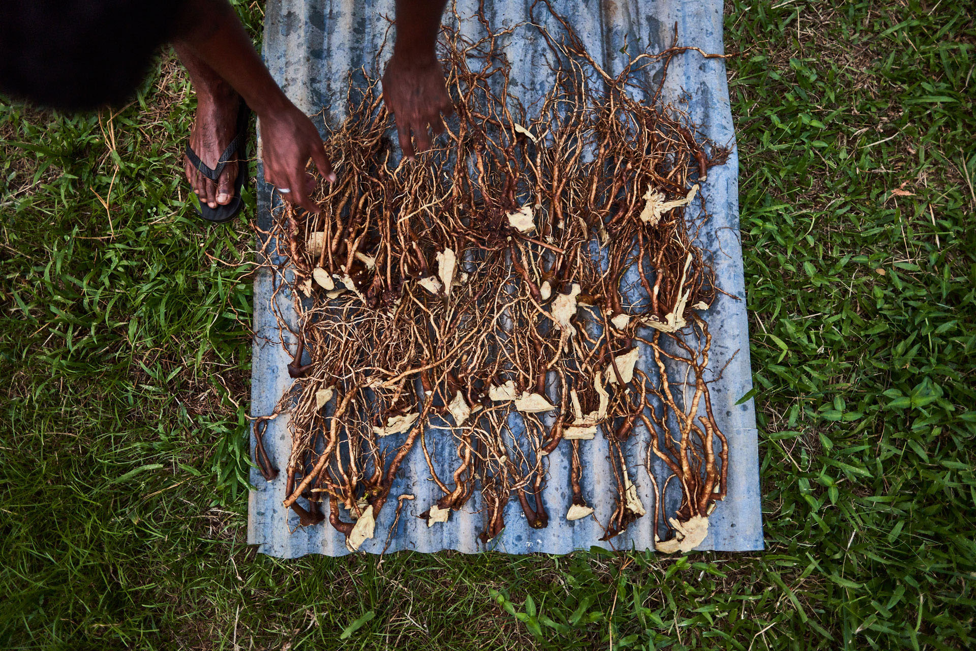 The cleaning of the roots.