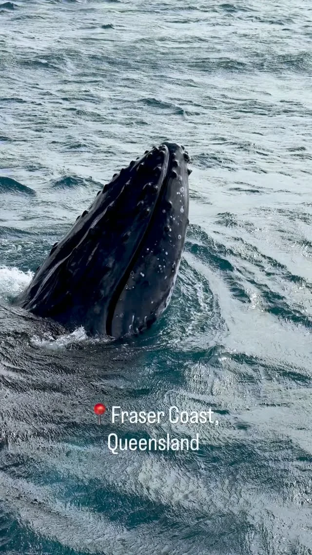 There’s whale watching and then there’s being watched by the whale 👀

A playful young female humpback whale spent ages investigating our @tasmanventure boat, gliding beneath us, popping up alongside and giving us a front-row seat to her curious personality 🐋 

It’s an hour we’ll never forget 😍