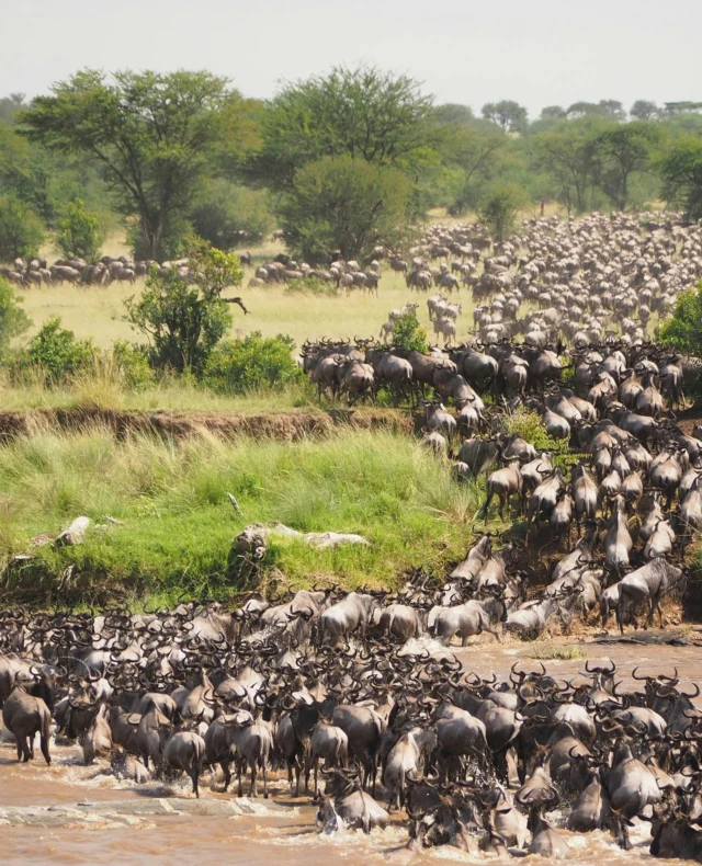 Forget your next road trip coz the wildebeest will one-up you 🐃⁠
⁠
More than a million wildebeest have begun their epic journey across the Serengeti and Maasai Mara, a 3,000km adventure filled with stampedes, river crossings and some seriously high-stakes survival 😮⁠
⁠
Excuse us while we start planning another safari. Who's coming with? 🧳