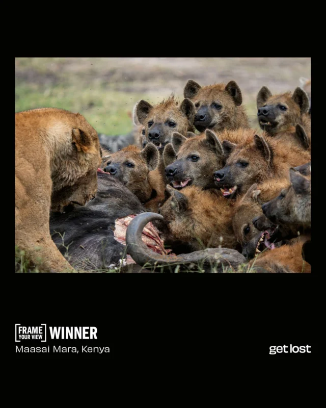 After scrolling through a seriously impressive pile of travel shots, there was one we just couldn’t stop staring at 👀⁠
⁠
A HUGE congrats to Michelle Gardner, our latest Frame Your View winner, for capturing nature at its least interested in table manners 🤣⁠
⁠
She didn’t have an easy run of it though. Swipe through to see the other incredible shots that made choosing a winner ridiculously difficult ➡️⁠
⁠
Think your camera roll has a contender? Hit the link in our bio and send us your best 🔗