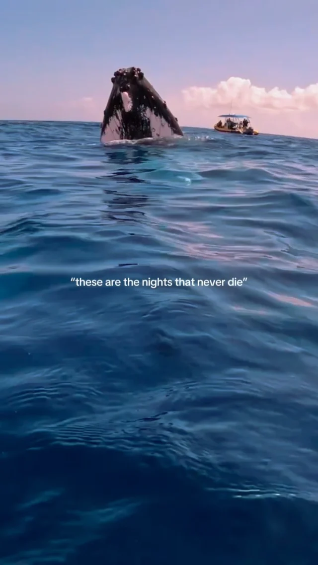 Potentially one of the world’s greatest underwater experiences in one of the world’s most pristine environments!
.
.
.
.
#tonga #whaleswim #getlostnow