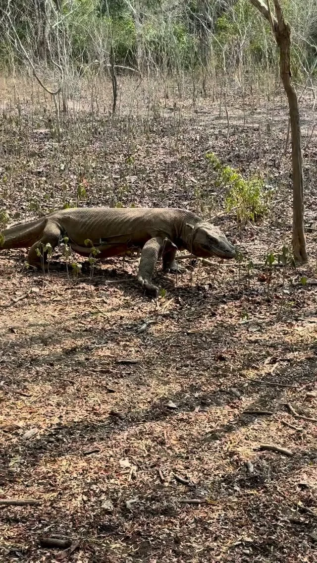 In the wilderness on Komodo Island, we met a local who’s been here a lot longer than we have 🐉 

We went looking for Komodo dragons on foot through Komodo National Park as guests of @explore.worldwide! 

Safe to say, leaving the resort was a good call!

Keep your eyes peeled for the full adventure in our next issue 👀