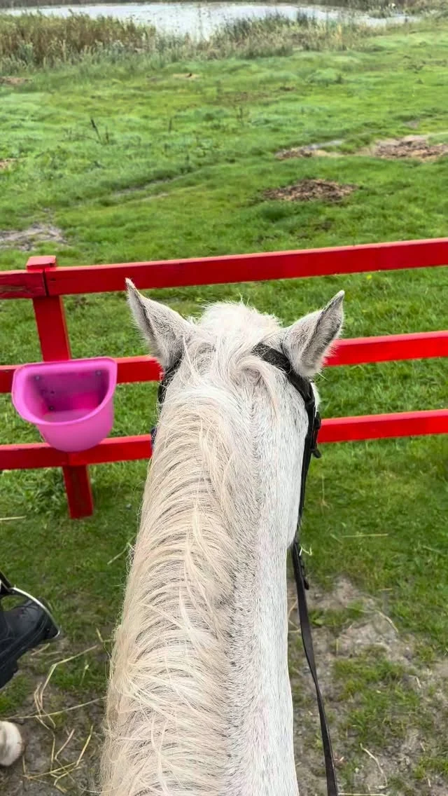 The Wild Atlantic Way looks pretty bloody good from up here!! 

A very good day to be temporarily horse-obsessed in Connemara. Give it a go next time you’re in the area 🐎